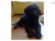 Price: $0
This advertiser is not a subscribing member and asks that you upgrade to view the complete puppy profile for this Labradoodle, and to view contact information for the advertiser. Upgrade today to receive unlimited access to NextDayPets.com. Your