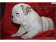 Price: $2500
AKC Registered Grand Champion Sired with a beautiful pedigree. She is a beautiful white female. The sire of the litter is a grand champion with 39 champions in his 5 generation pedigree. The dam of the litter is a very beautiful and sweet