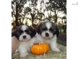 Price: $450
This advertiser is not a subscribing member and asks that you upgrade to view the complete puppy profile for this Shih Tzu, and to view contact information for the advertiser. Upgrade today to receive unlimited access to NextDayPets.com. Your