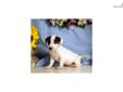 Price: $250
Adorable Jack Russell Terrier puppy. Up-to-date on vaccinations and ready to go. Shipping is available. Please call us for more details if you are interested... 570-966-2990 (calls only - no emails)
Source: