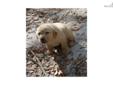 Price: $1100
Beautiful beefy english red labrador retriever pup. Father is Red shiny coat smart, and has a hunting background in his parents. Champions throughout pedigree.Mother is a white english Lab very docile, well mannered and was very easy to