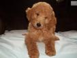 Price: $800
we have a beautiful litter of CKC reg standard poodle puppys available. Mom is cream and dad is red. please call 304 924 6778 for more info
Source: http://www.nextdaypets.com/directory/dogs/06676e03-3d21.aspx