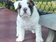 Price: $2800
AKC Registered English Bulldog Puppy - please visit our website www.mightymacbulldogs.com or www.Facebook.com/mightymacbulldogs for more information.
Source: http://www.nextdaypets.com/directory/dogs/5922bc68-2381.aspx