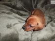 Price: $400
This advertiser is not a subscribing member and asks that you upgrade to view the complete puppy profile for this Dachshund, Mini, and to view contact information for the advertiser. Upgrade today to receive unlimited access to