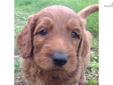 Price: $1500
Pick of the litter red F1B goldendoodle puppy with champion background. This pup is a cross of a purebred red standard poodle mommy with a red F1 standard goldendoodle daddy. This pup will be very allergy friendly. Keegan is showing a very