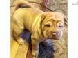 Price: $600
This advertiser is not a subscribing member and asks that you upgrade to view the complete puppy profile for this Chinese Shar-Pei, and to view contact information for the advertiser. Upgrade today to receive unlimited access to