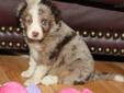 Price: $1100
MeetÂ Macbeth! Bold red merle male with white trim and two blue eyes. What a looker! Dad's a registered NSDR blue merle Australian Shepherd, very typey and correct! 54 pounds, this guy works stock, does agility, and knows some of our horses by