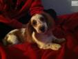 Price: $300
This advertiser is not a subscribing member and asks that you upgrade to view the complete puppy profile for this Dachshund, and to view contact information for the advertiser. Upgrade today to receive unlimited access to NextDayPets.com. Your