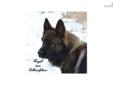 Price: $1250
Schlossfelsen is a Longcoat German Shepherd Breeder. We have been breeding for 15 yrs, and we have centered our program around the Absolutely Beautiful German Showlines. Germany has had breeder restrictions in place for a very long time.