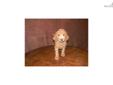 Price: $450
This advertiser is not a subscribing member and asks that you upgrade to view the complete puppy profile for this Poodle, Standard, and to view contact information for the advertiser. Upgrade today to receive unlimited access to