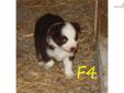 Price: $400
This advertiser is not a subscribing member and asks that you upgrade to view the complete puppy profile for this Miniature Australian Shepherd, and to view contact information for the advertiser. Upgrade today to receive unlimited access to