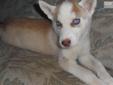 Price: $550
This advertiser is not a subscribing member and asks that you upgrade to view the complete puppy profile for this Siberian Husky, and to view contact information for the advertiser. Upgrade today to receive unlimited access to NextDayPets.com.