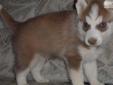 Price: $600
This advertiser is not a subscribing member and asks that you upgrade to view the complete puppy profile for this Siberian Husky, and to view contact information for the advertiser. Upgrade today to receive unlimited access to NextDayPets.com.