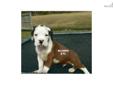 Price: $1250
REDUCED "DIEGO" CAN BE FOUND ON THE "DEMI'S BOXER'S" PAGE IN MY WEBSITE www.boxersetc.com This is "DIEGO" Male DOB 1/2/13 An AWESOME "ULTRA FLASHY MAHOGANY" FULL COLLAR and PERSONALITY PLUS. AKC "LIMITED" Registration (PET ONLY) $1250