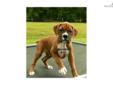 Price: $800
REDUCED "CASEY" CAN BE FOUND ON THE "MAHOGANY BOXER" PAGE in my Website: www.boxersetc.com This is "CASEY" Male DOB 5/8/12 An AWESOME "FLASHY MAHOGANY" AKC "LIMITED" Registration (PET ONLY) $800 NO Shipping Available Health Guarantee Credit
