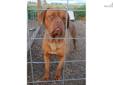 Price: $1500
This advertiser is not a subscribing member and asks that you upgrade to view the complete puppy profile for this Dogue De Bordeaux, and to view contact information for the advertiser. Upgrade today to receive unlimited access to