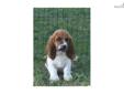 Price: $600
Remington is a red and white male basset puppy. H would make a wonderful addition to any home! More photos available on my website. Shipping is available.
Source: http://www.nextdaypets.com/directory/dogs/eb991a21-3e11.aspx