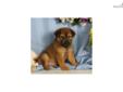 Price: $525
Shar Pei / Puggle Up-to-date on vaccinations and ready to go. Shipping is available. Please call us for more details if you are interested... 570-966-2990 (calls only - no emails)
Source: