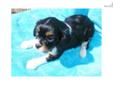 Price: $650
SOPHIE is a tri colored Cavalier King Charles Spaniel female that was born 1-17-13. She's the smallest puppy in the litter and a cute as a button. SOPHIE up to date on her vaccinations and wormings. We are asking $650 for her, shipping is an