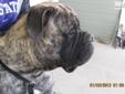Price: $2000
This advertiser is not a subscribing member and asks that you upgrade to view the complete puppy profile for this Bullmastiff, and to view contact information for the advertiser. Upgrade today to receive unlimited access to NextDayPets.com.