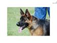Price: $1650
This advertiser is not a subscribing member and asks that you upgrade to view the complete puppy profile for this German Shepherd, and to view contact information for the advertiser. Upgrade today to receive unlimited access to