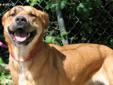 This dog is a female mixed breed. She may be a Ridgeback mix. She is about 3 years old. She is very sweet and playful. Lost and stray animals are held at Dekalb Animal Services for five (5) business days in order to give their owners a chance to reclaim