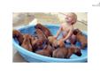 Price: $900
This advertiser is not a subscribing member and asks that you upgrade to view the complete puppy profile for this Rhodesian Ridgeback, and to view contact information for the advertiser. Upgrade today to receive unlimited access to