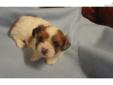 Price: $300
This Baby boy came out moving so fast. His mom is a Chihuahua, she is 5lbs, and she is a lavender blue merle. Dad is a Shih Tzu, he is 10lbs and he is tri-color. This baby has beautiful colors and markings; he is white and chocolate with merle