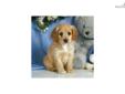 Price: $475
Up-to-date on vaccinations and ready to go. Shipping is available. Please call us for more details if you are interested... 570-966-2990 (calls only - no emails)
Source: http://www.nextdaypets.com/directory/dogs/f6bb3b1c-8891.aspx