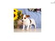 Price: $250
Adorable Jack Russell Terrier puppy. Up-to-date on vaccinations and ready to go. Shipping is available. Please call us for more details if you are interested... 570-966-2990 (calls only - no emails)
Source: