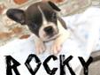 Price: $800
Rocky is a little blue and white frenchton bulldog! He is a mix between a french bulldog and a boston terrier! He currently weighs 2.12 pounds and is full of energy! He is ready to find his furrever home! He is up to date on his vaccinations,