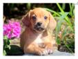 Price: $395
This puppy is a Beagle / French Bulldog Mix which makes him a Frengle, not a Beabull. This adorable Frengle puppy will melt your heart! He is vaccinated, wormed and comes with a 1 year genetic health guarantee. He is loving, friendly and