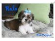 Price: $600
Beautiful shihtzu baby. Should be in the 8 pound range based on size of mom and dad. This baby has been raised with much love and care. Will be a wonderful addition to any lucky family. Sweet outgoing loving little fur babies. Shihtzus are non