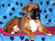 Price: $850
This stunning fawn Boxer puppy has Champion Bloodlines! He is AKC registered, vet checked, vaccinated and wormed. He comes with a 1 year genetic health guarantee & a 2 year hip guarantee! This puppy will make a great companion! Please contact
