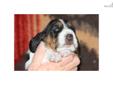 Price: $1450
Champion Bloodline Basset Hound Puppy Born on Febraury 14, 2013 Jesse's girl Rose a beautiful Tri-colorred. Rose is a very high quality bloodline basset with a great many Champions in her family. Born from our on Rustbud Bloodline that has