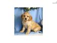 Price: $475
Up-to-date on vaccinations and ready to go. Shipping is available. Please call us for more details if you are interested... 570-966-2990 (calls only - no emails)
Source: http://www.nextdaypets.com/directory/dogs/8ab79e76-aa21.aspx