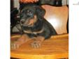 Price: $600
This advertiser is not a subscribing member and asks that you upgrade to view the complete puppy profile for this Rottweiler, and to view contact information for the advertiser. Upgrade today to receive unlimited access to NextDayPets.com.