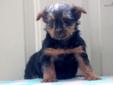 Price: $700
This well socialized Yorkie puppy is ACA registered, vet checked, vaccinated, wormed and health guaranteed. She loves to run and play and will make a lovely family pet! The Kauffman family has begun crate training her. Please contact us for