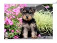 Price: $650
This adorable Yorkie puppy is well socialized and raised with children. She is APRI registered, vet checked, vaccinated, wormed and health guaranteed. She is a friendly puppy who will make a great companion! Please contact us for more
