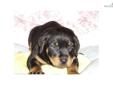 Price: $780
MALE ROTTWEILER PUPPY AVAILABLE $780 FEE. 9 WEEKS OLD, GOT SHOTS UTD, PAPER, WORMED. FOR MORE PUPPIES, PLEASE CALL EMPIRE PUPPIES AT 718-321-1977. OR VISIT US AT 164-13 NORTHERN BLVD, FLUSHING, NY 11358. OPEN 7 DAYS FROM 11AM-8PM. YOU CAN ALSO