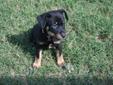 Sweet baby puppies will be available for adoption on April 14th, 2012. Born on Valentine's Day they will all steal your heart. Also see Shelby also for adoption who is their momma. You can watch them as they grow on Super Shelby the Rottie Momma's