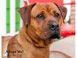 Hi there, My name is Margaret and I'm a boxer mix. You wouldn't believe my story, but let me tell it anyway. I wasn't spayed and I got pregnant. My owners decided they didn't want me or my children so they dumped us out. I had my children under an old,