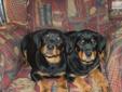 Price: $800
This advertiser is not a subscribing member and asks that you upgrade to view the complete puppy profile for this Rottweiler, and to view contact information for the advertiser. Upgrade today to receive unlimited access to NextDayPets.com.
