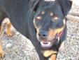 Courtesy posting for K9 Rescue and Rehab, Kirkland Please call Tamera at 206/271-5750 or email tamera@k9rr.org Trevor is an adorable, well-mannered, 2yr old Rotti 'puppy.' That's what he seems like anyway... just a big 55lb wiggly, friendly puppy. He
