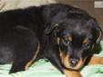 Price: $900
This advertiser is not a subscribing member and asks that you upgrade to view the complete puppy profile for this Rottweiler, and to view contact information for the advertiser. Upgrade today to receive unlimited access to NextDayPets.com.