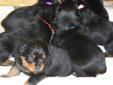 Price: $600
This advertiser is not a subscribing member and asks that you upgrade to view the complete puppy profile for this Rottweiler, and to view contact information for the advertiser. Upgrade today to receive unlimited access to NextDayPets.com.