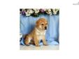 Price: $550
Shar Pei / Puggle Up-to-date on vaccinations and ready to go. Shipping is available. Please call us for more details if you are interested... 570-966-2990 (calls only - no emails)
Source: