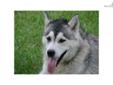 Price: $200
This is Stampede's Lady Roxy. She is grey and white in color, and we've had her and her half brother sinceÂ they wereÂ puppies. We have decided to sell her and herÂ brotherÂ and focus mainly on the giant malamutes.Â Therefore, we are having to