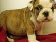 Price: $1600
Outgoing, loving, healthy male fawn & white english bulldog; AKC registered and comes with a pedigree, microchip, current vaccinations, and a one year health guarantee; shipping is available for an additional $300; please call or email...we