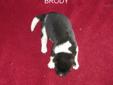 Price: $1800
BRODY is a very beautiful male out of our great boy Nikko and our very beautiful Cammie.Nikko is a very big beautiful boy and just as sweet as he can be. We are now taking deposits on this great litter .Please read our reviews and visit our
